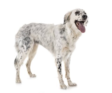 İngiliz seterim Studio