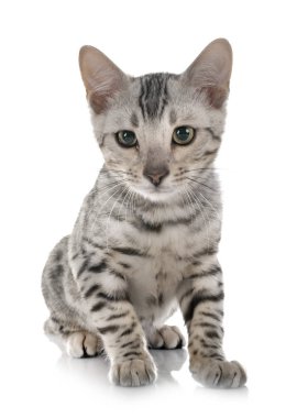 Bengal yavru kedi Studio