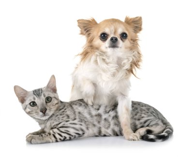 Bengal yavru kedi ve chihuahua