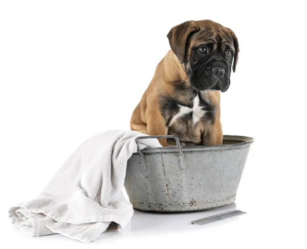 Bullmastiff cachorro en baño —  Fotos de Stock