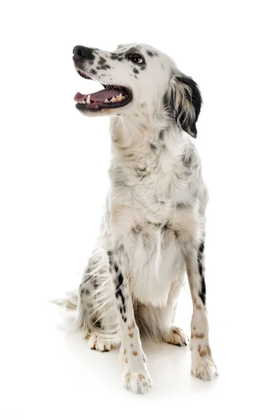 English setter en estudio — Foto de Stock