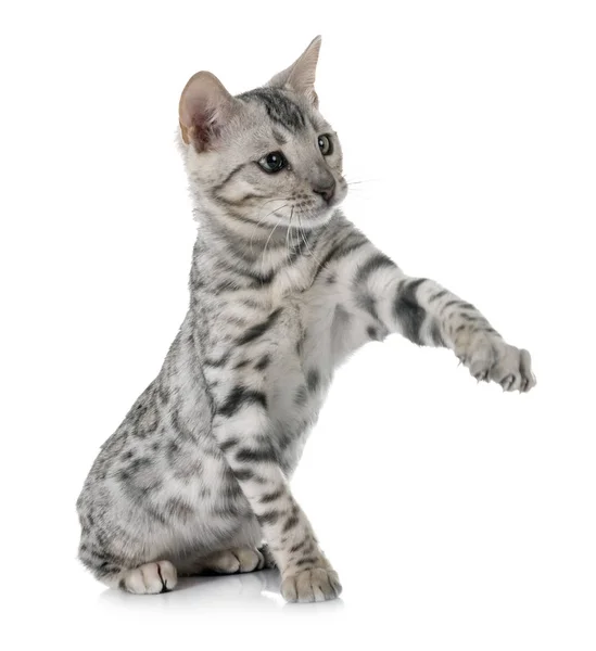 Bengal yavru kedi Studio — Stok fotoğraf