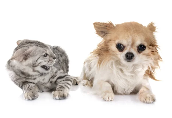 Bengala gatinho e chihuahua — Fotografia de Stock