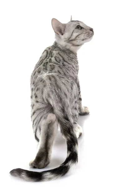 Bengal kitten in studio — Stock Photo, Image