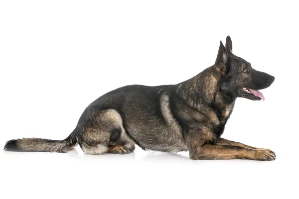 Gray german shepherd — Stock Photo, Image