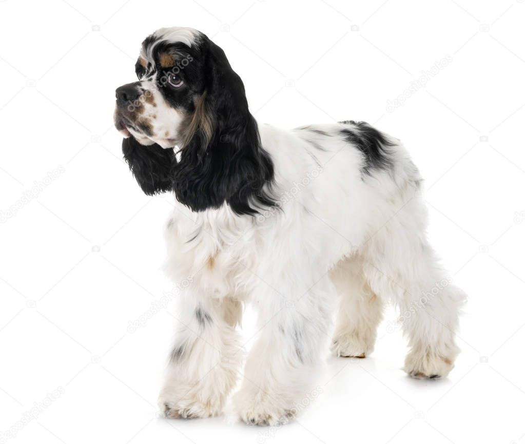 american cocker spaniel