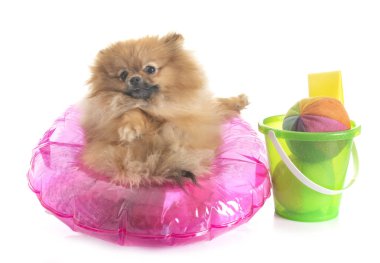 Pomeranian için yapılan tatil