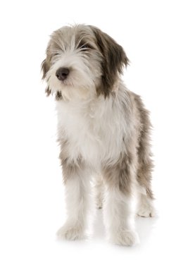 köpek yavrusu sakallı kömür ocağı