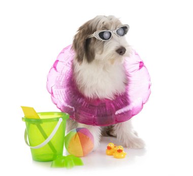 köpek yavrusu sakallı kömür ocağı