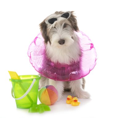 köpek yavrusu sakallı kömür ocağı