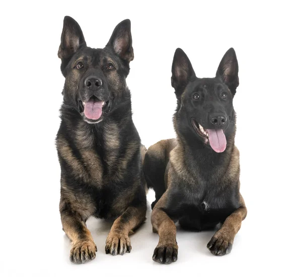 Malinois ve Alman çoban — Stok fotoğraf