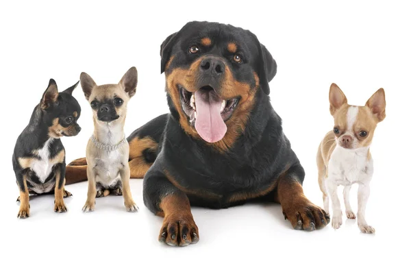 Rottweiler and chihuahuas — Stock Photo, Image