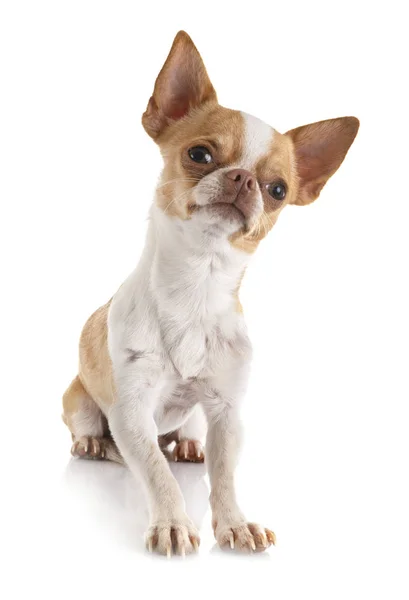 Chihuahua di studio — Stok Foto