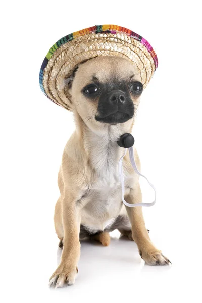 Chihuahua in studio — Stock Photo, Image