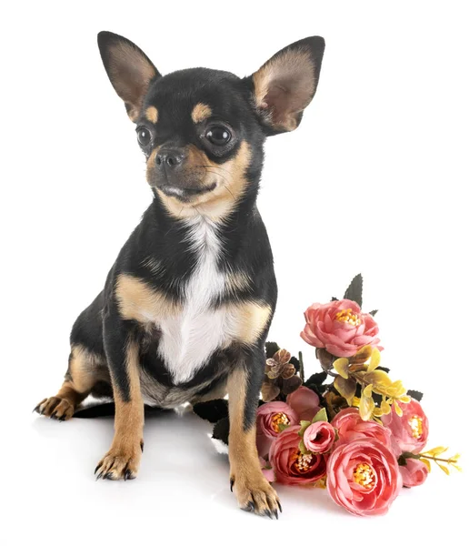 Chihuahua im Atelier — Stockfoto