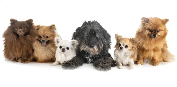 Cães pequenos no estúdio — Fotografia de Stock