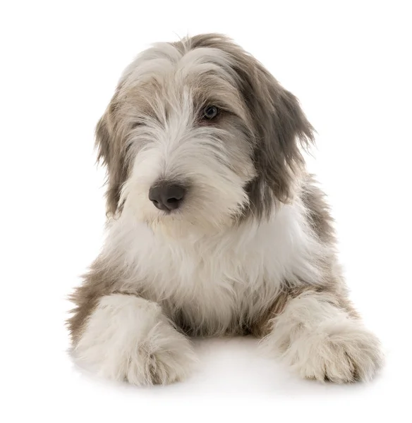 Puppy bearded collie — Stock Photo, Image