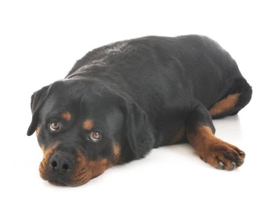Rottweiler Studio