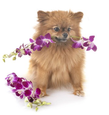 Pomeranian ve orkide