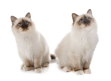 Birman yavru kedi Studio