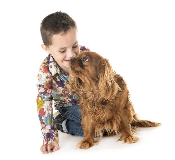 Cavalier king charles  and child — Stock Photo, Image