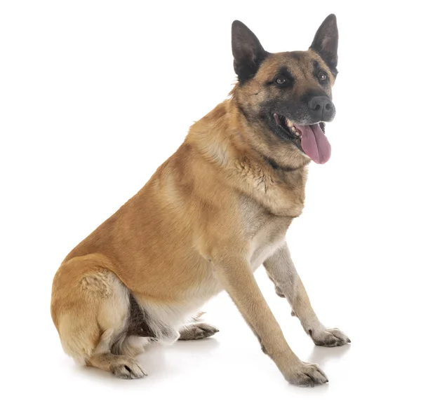 Malinois i studio — Stockfoto