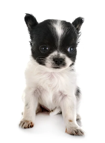 Welpe Chihuahua im Studio — Stockfoto
