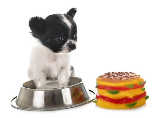 Puppy chihuahua in studio — Stock Photo, Image