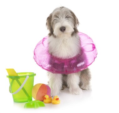 köpek yavrusu sakallı kömür ocağı