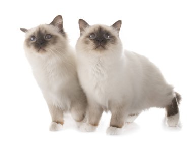 Birman yavru kedi Studio