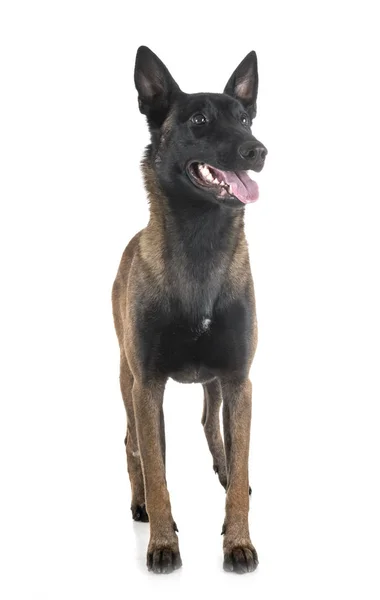 Malinois i studio — Stockfoto