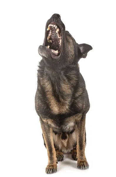 Gray german shepherd — Stock Photo, Image