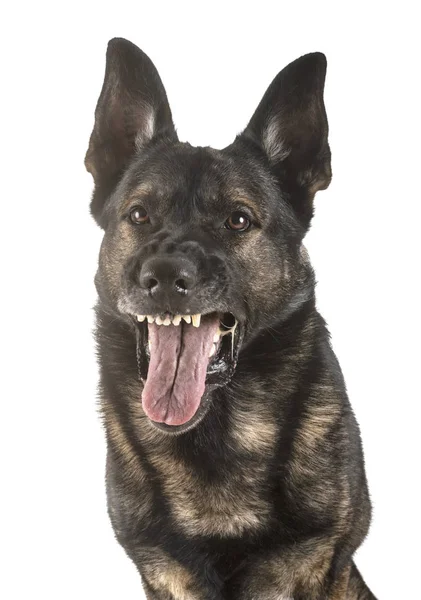 Grauer Schäferhund — Stockfoto