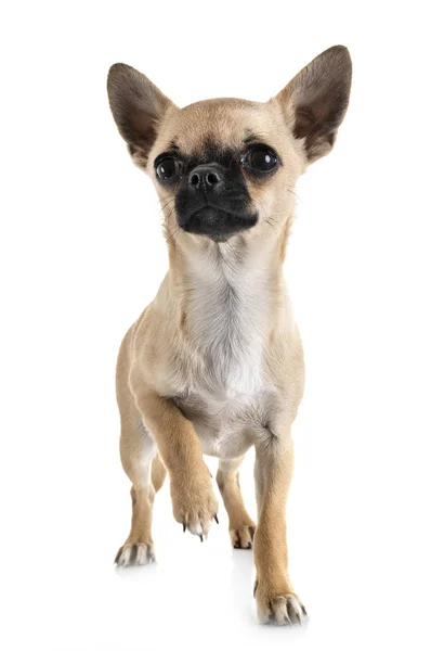 Chihuahua en studio — Photo