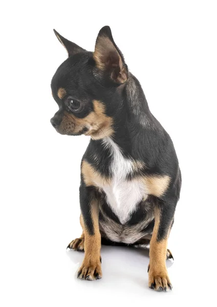 Chihuahua im Atelier — Stockfoto