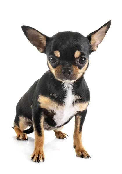 Chihuahua in studio — Stockfoto