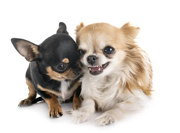 Chihuahuas in studio — Stock Photo, Image