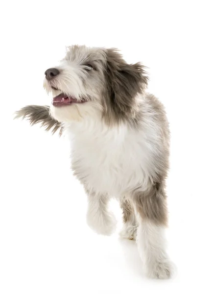 Cachorro barbudo collie — Foto de Stock