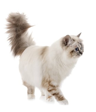 Birman yavru kedi Studio