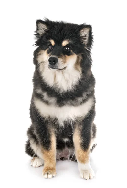 Finnischer Lapphund im Studio — Stockfoto