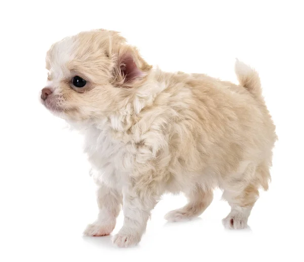 Puppy chihuahua in studio — Stock Photo, Image