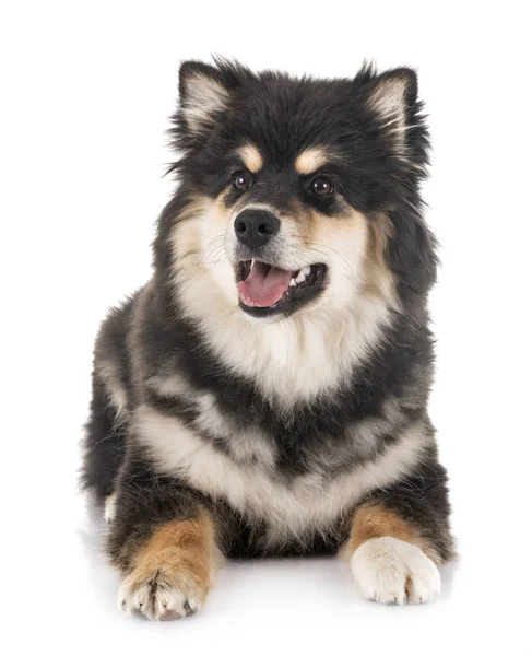 Finsk Lapphund i studio — Stockfoto