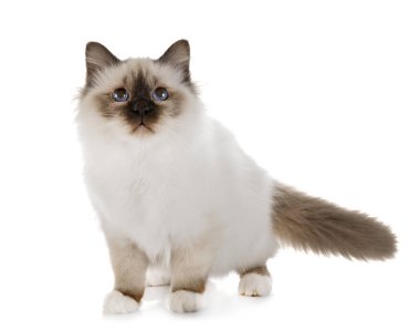 Birman yavru kedi Studio