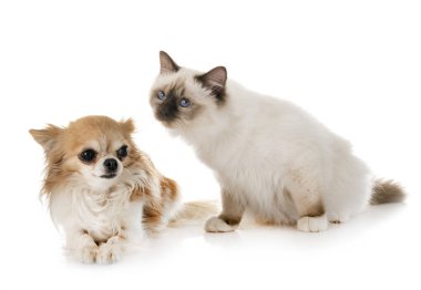 Birman yavru kedi ve chihuahua