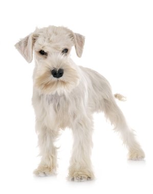 Yavru beyaz minyatür Schnauzer