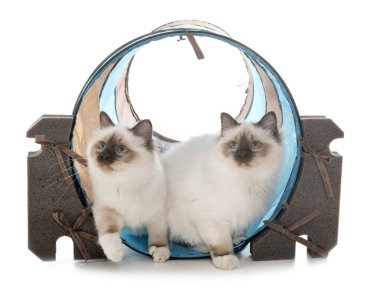 Birman yavru kedi Studio