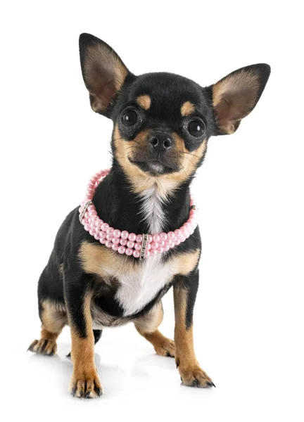 Chihuahua im Atelier — Stockfoto
