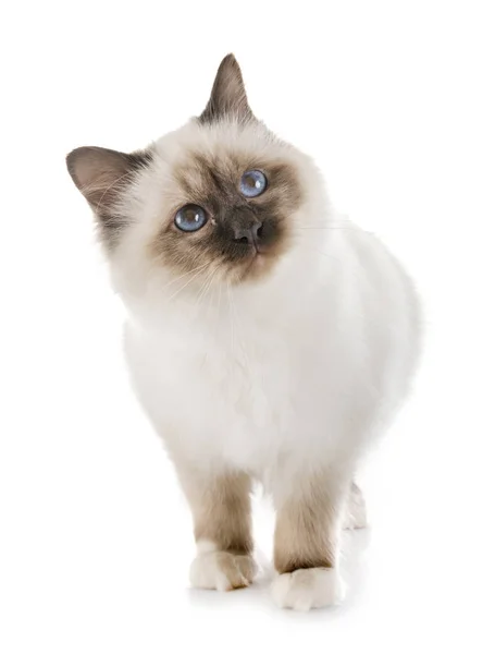 Birman kitten в студии — стоковое фото