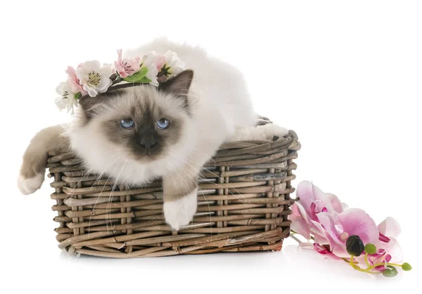 Birman gatinho no estúdio — Fotografia de Stock