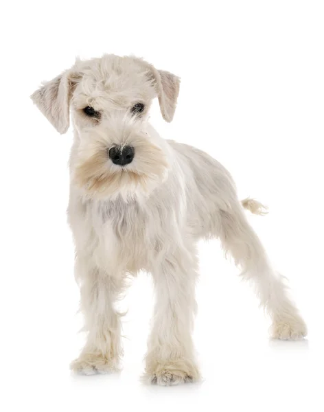 Cachorro branco miniatura schnauzer — Fotografia de Stock